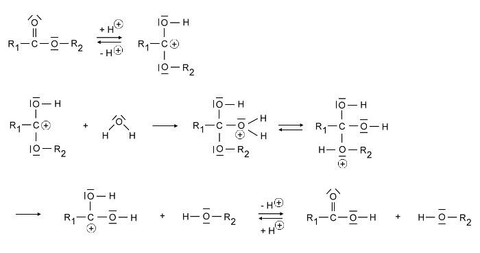 hydrolyse-ester-Mechanismus-klein
