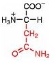 z-asparagin