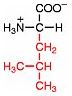 z-leucin